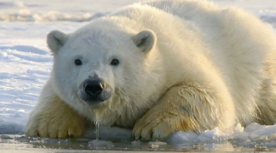 ours polaire