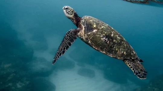 tortue marine